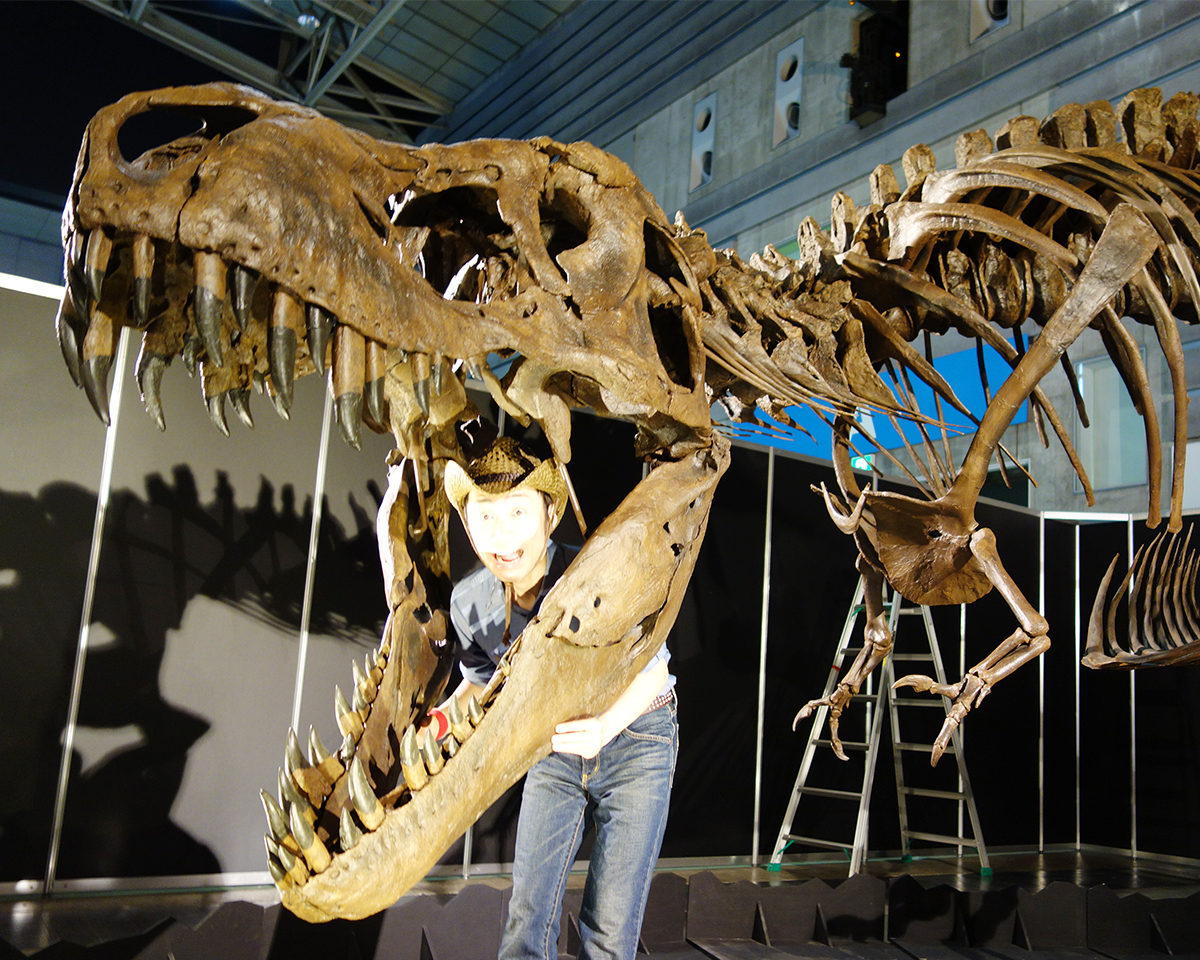 出色 特価 本物 貴重 ティラノサウルス歯化石 T-REX 送料込み gentexseeds.com