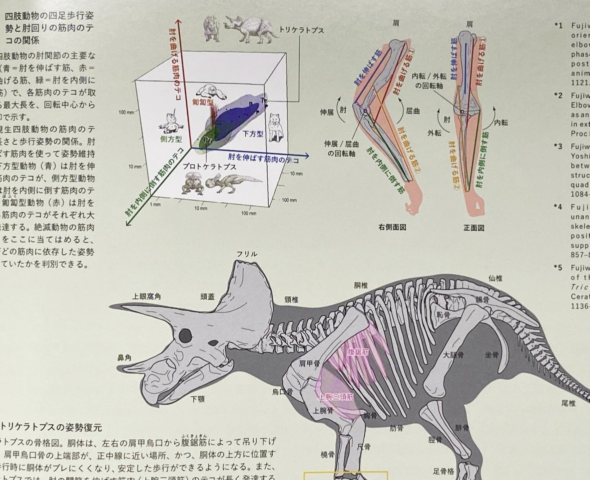 ≪超目玉☆12月≫ d12図録 驚異の大恐竜博